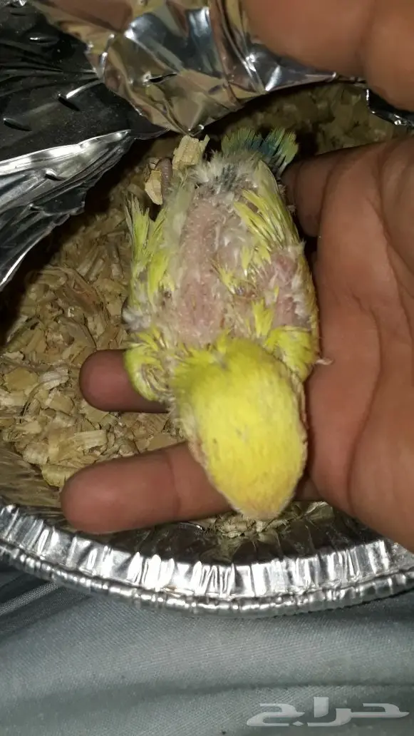 فرخ ببغاء روز للبيع - فرصة لا تُفوّت! (image 1)