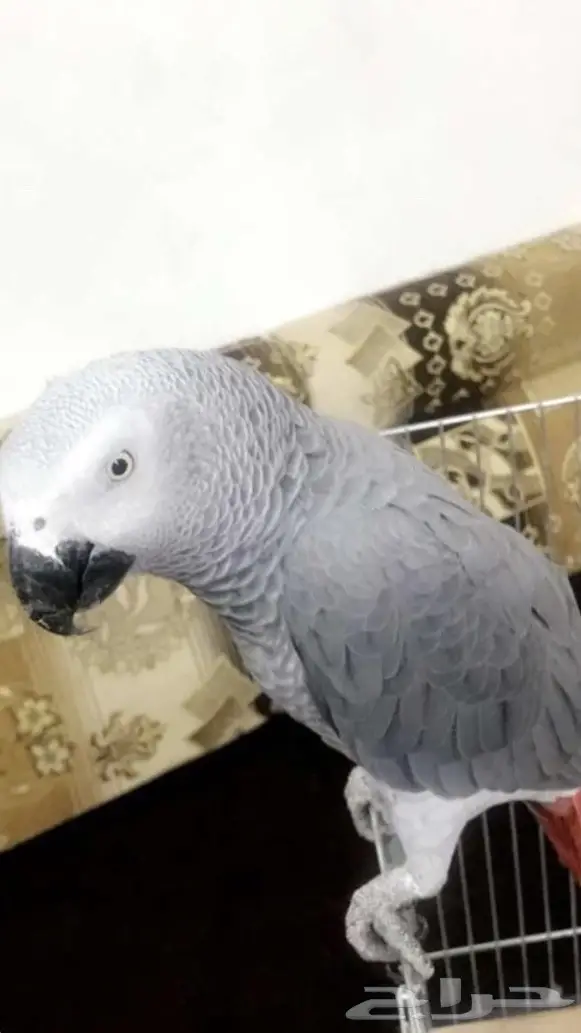 بغبغاء كاسكو  (image 2)