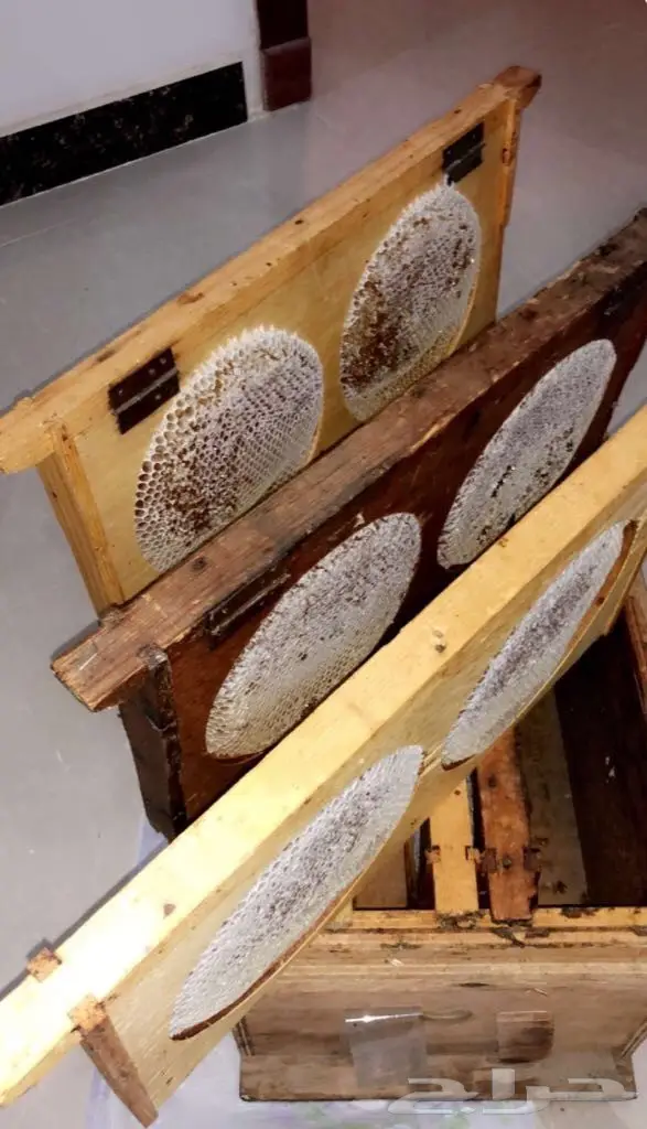 عسل سدر اصلي وخلية نحل سدر  (image 2)