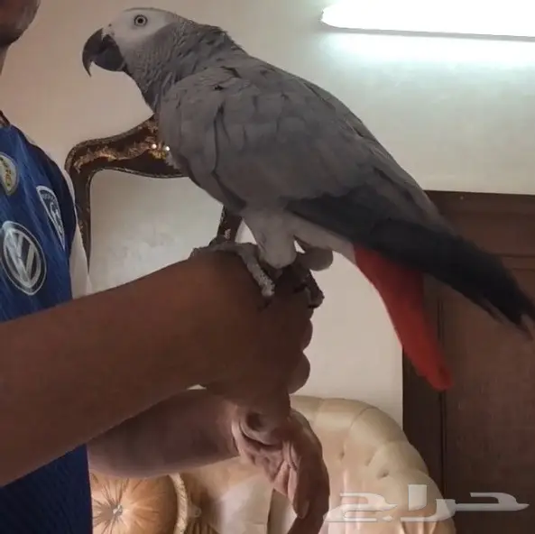 كاسكو طفره متكلم