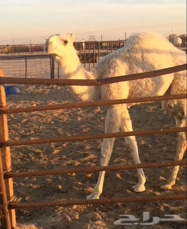 للبيع: جملة قناي ممتازة - جودة لا تضاهيها! (image 2)