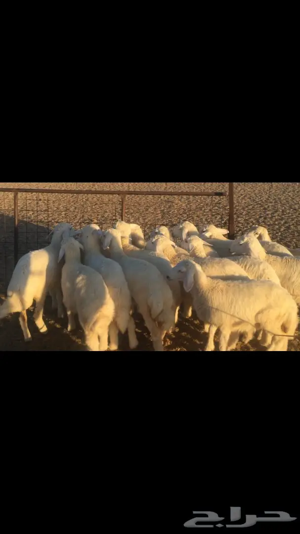 رخال  وطليان للبيع