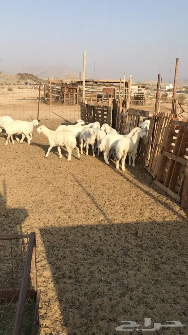 للبيع: طيور طليان ورخال ممتازة