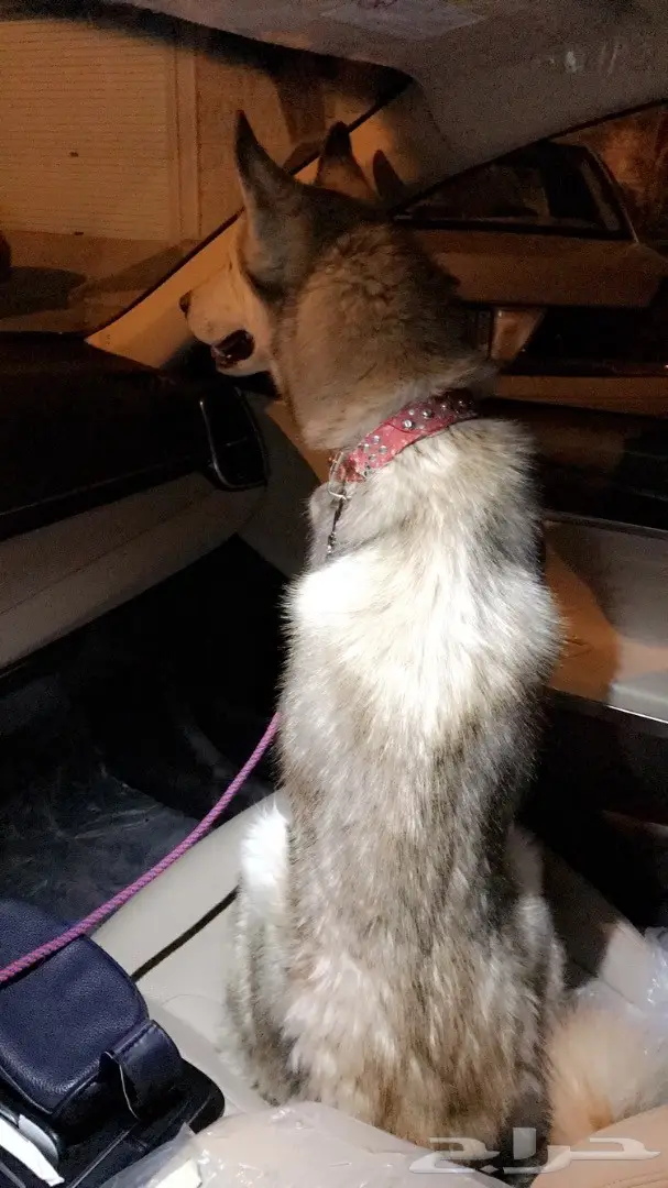 كلب هاسكي (image 1)