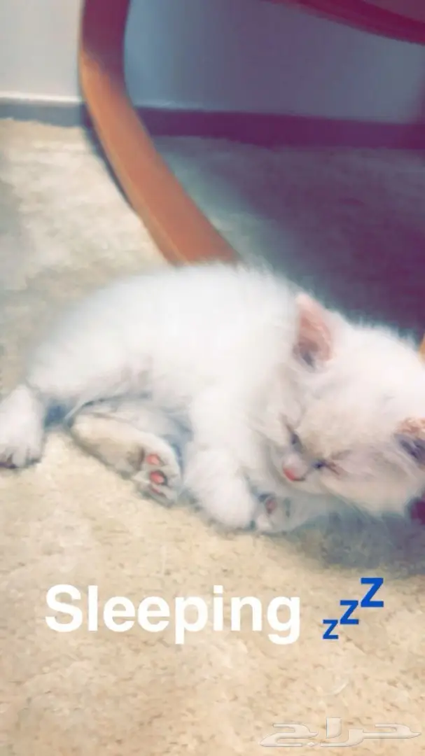 شيرازي لطيف للبيع - الرياض