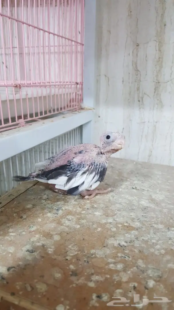 فرخ كروان هولندي غر - فرخ كروان هولندي غر