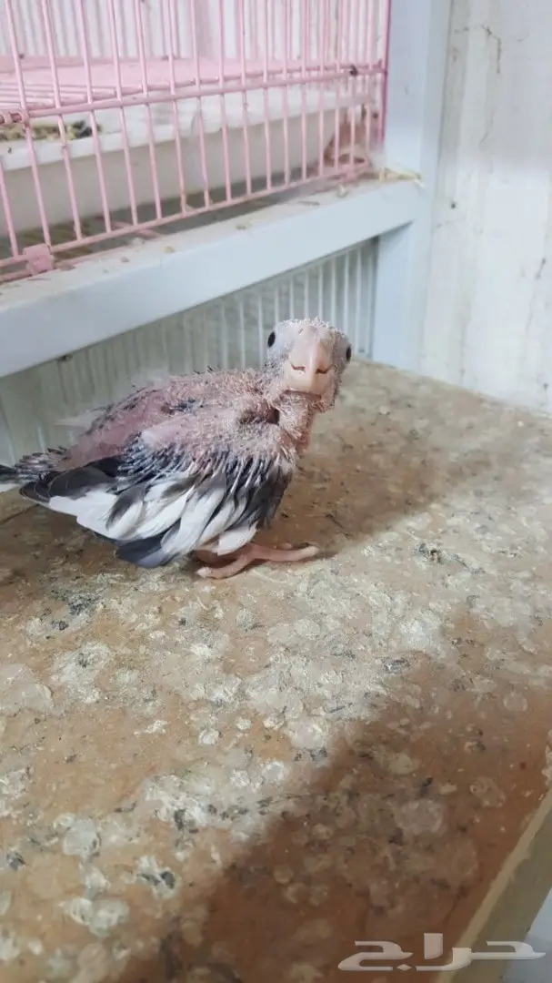 فرخ كروان هولندي غر - فرخ كروان هولندي غر (image 1)