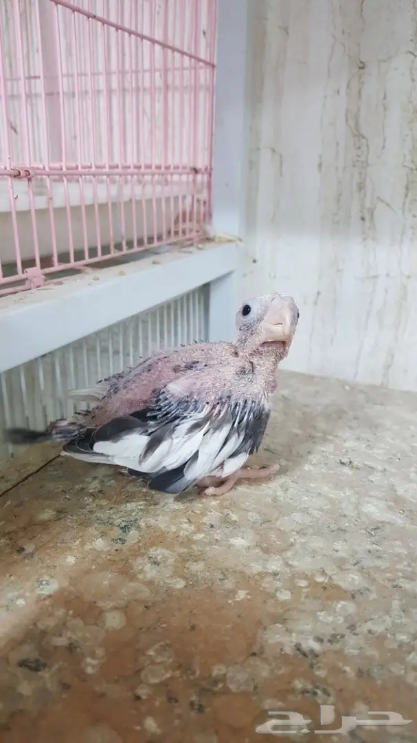 فرخ كروان هولندي غر - فرخ كروان هولندي غر (image 2)