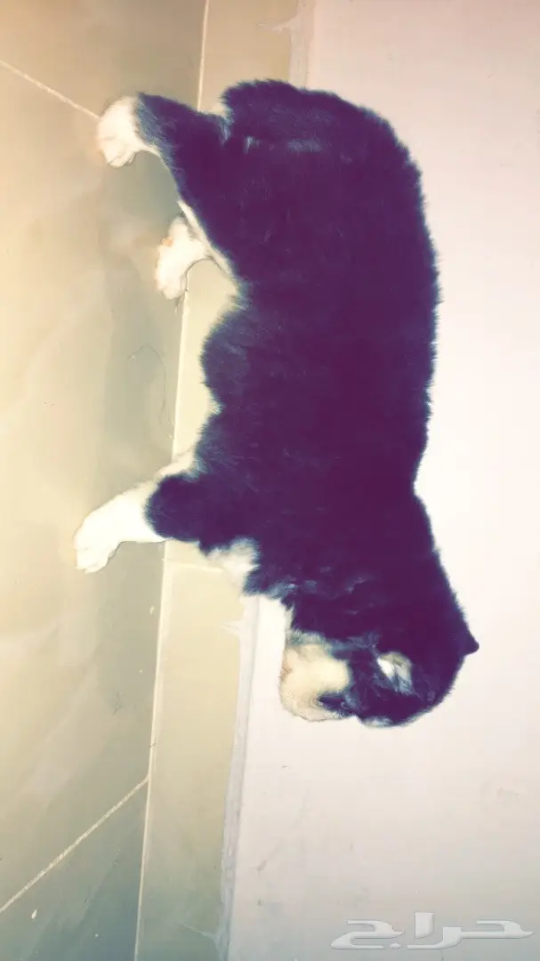 جرواي ألاسكا مالموت  (image 2)