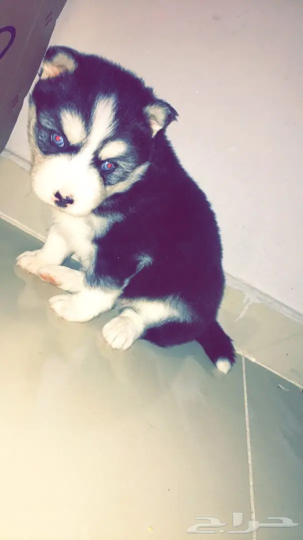 جرواي ألاسكا مالموت  (image 4)