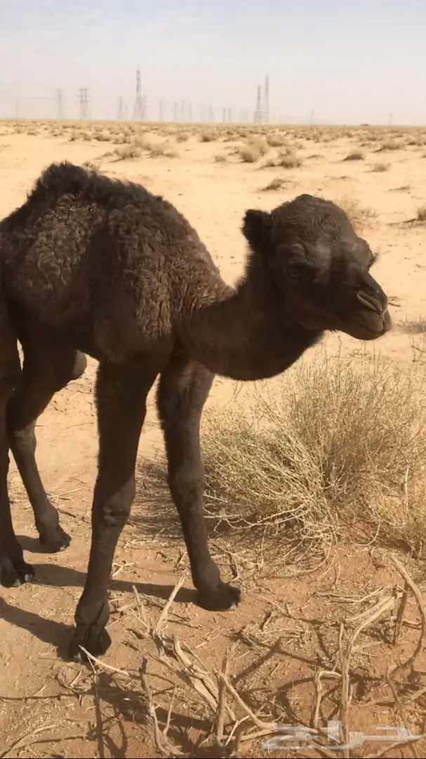 فرصة ذهبية: حوار للضيار – صحة ممتازة! (image 1)