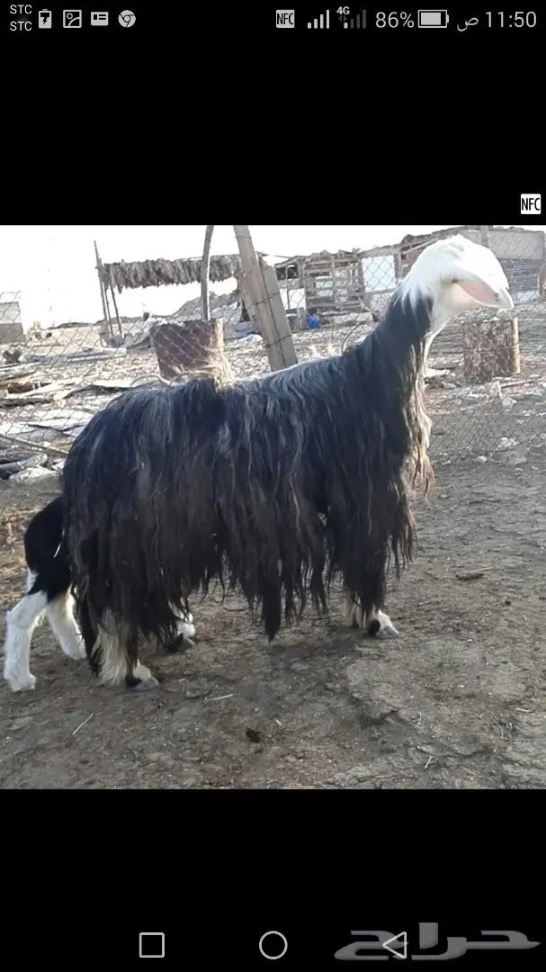 نجديه معها طلي طيبه مره