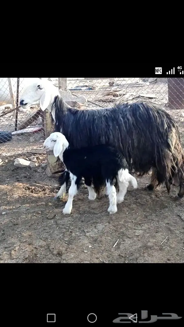 نجديه معها طلي طيبه مره (image 2)