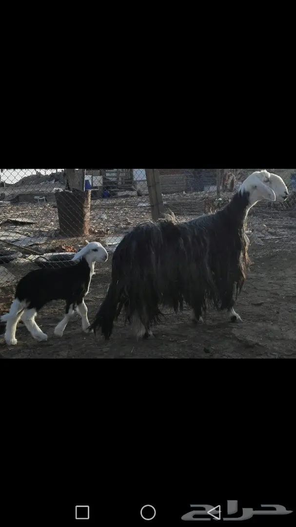 نجديه معها طلي طيبه مره (image 3)