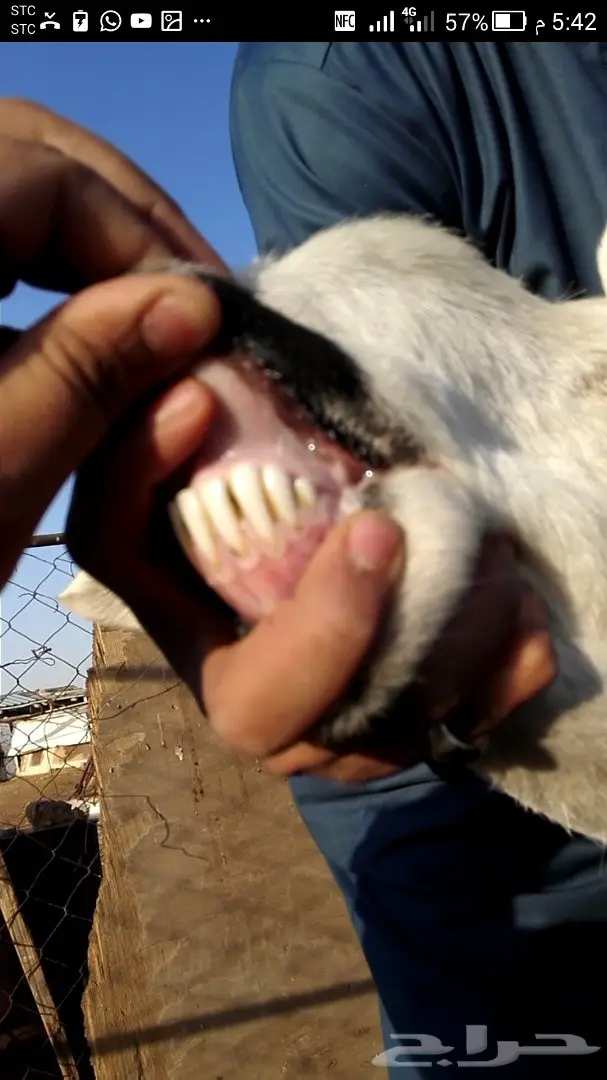 نجديه معها طلي طيبه مره (image 6)