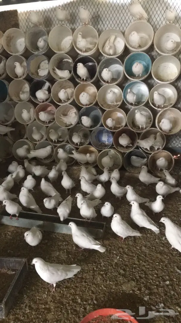 حمام فرنسي لاحم (image 1)