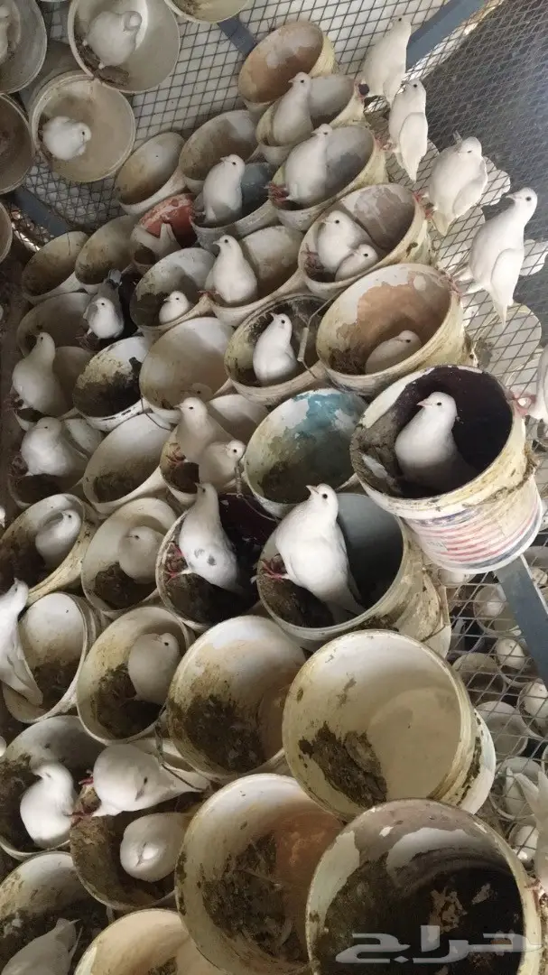 حمام فرنسي لاحم (image 3)