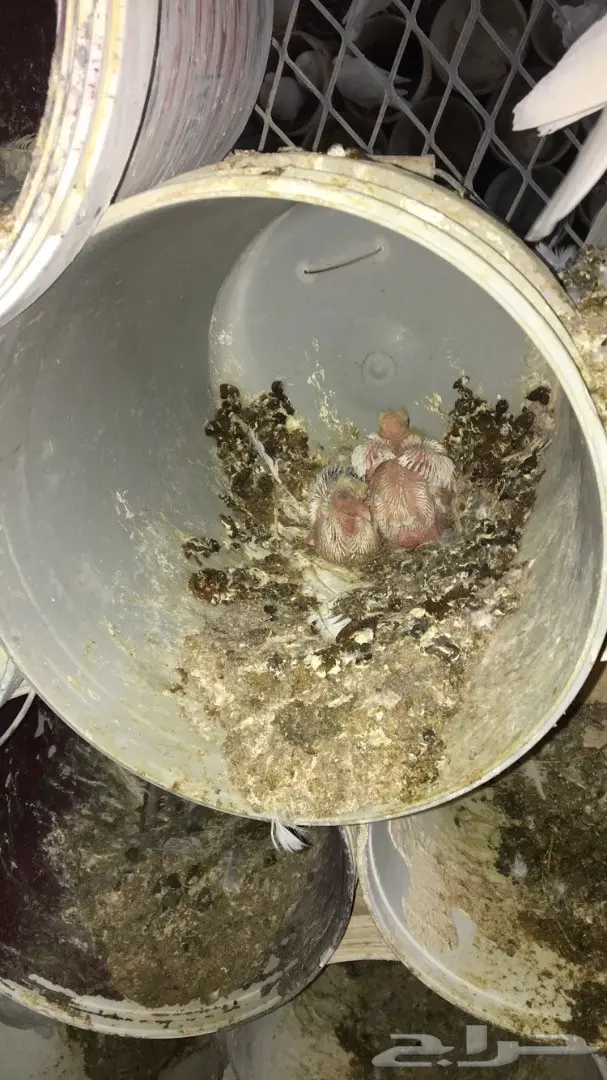 حمام فرنسي لاحم (image 5)