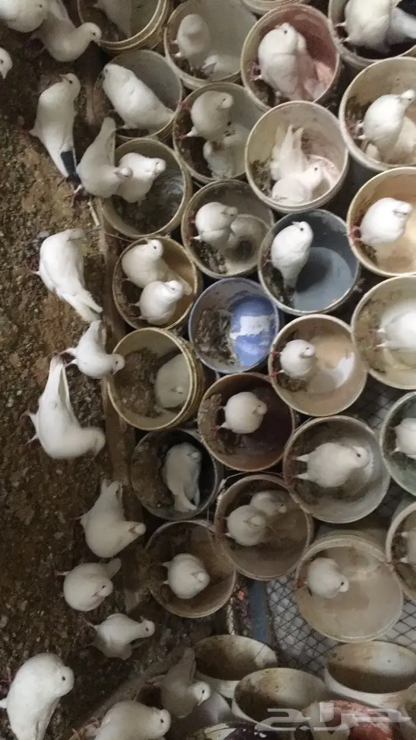 حمام فرنسي لاحم (image 6)