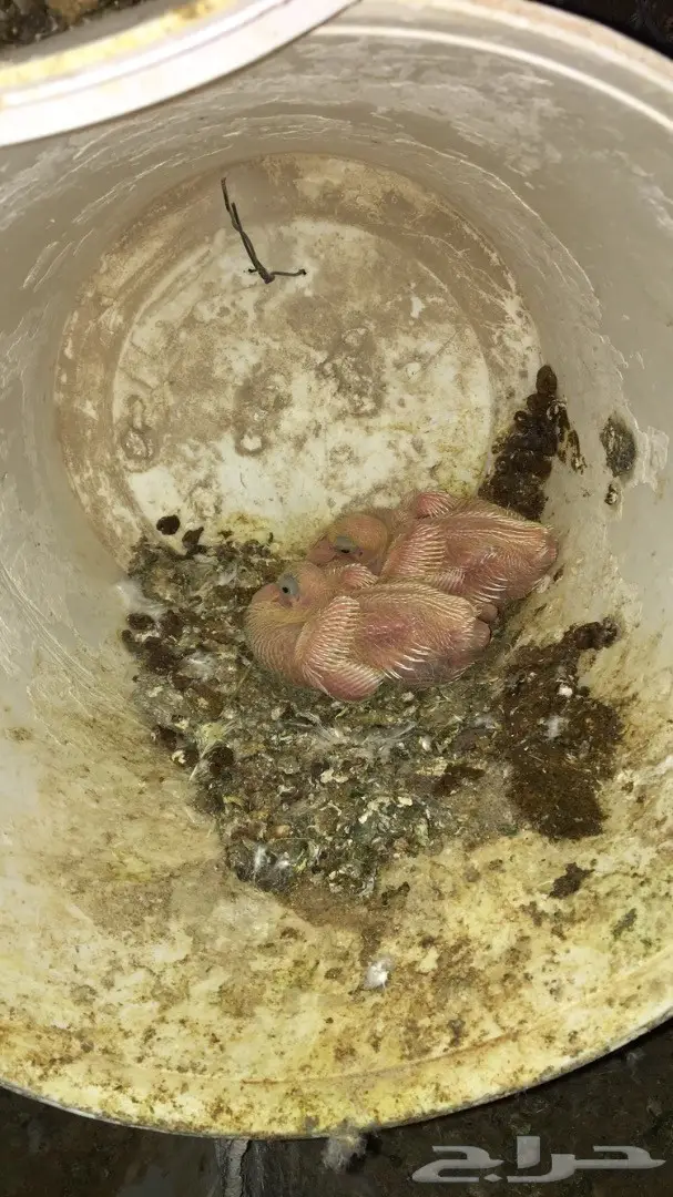 حمام فرنسي لاحم (image 7)