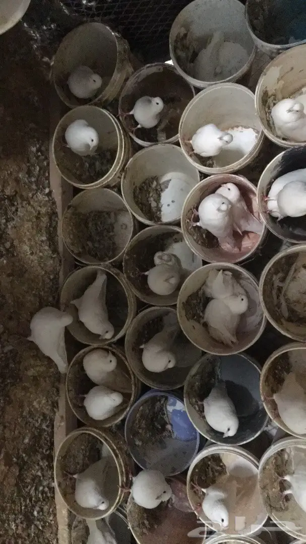 حمام فرنسي لاحم (image 8)