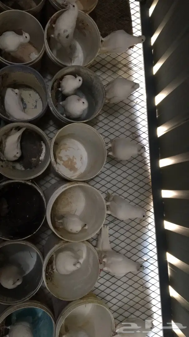 حمام فرنسي لاحم (image 9)