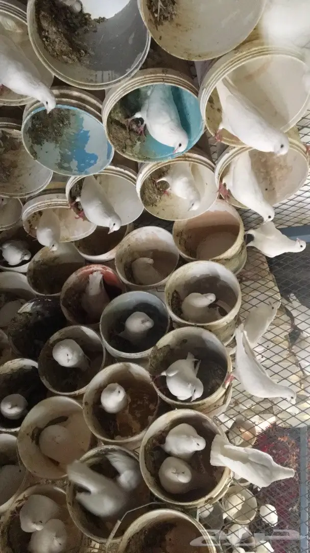 حمام فرنسي لاحم (image 10)