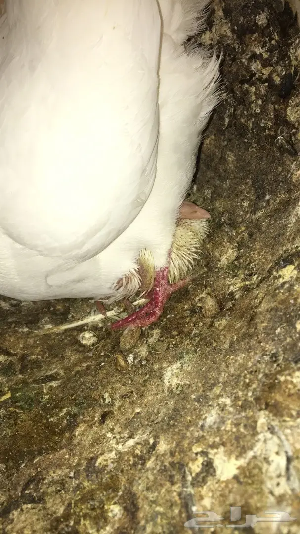 حمام فرنسي لاحم (image 11)