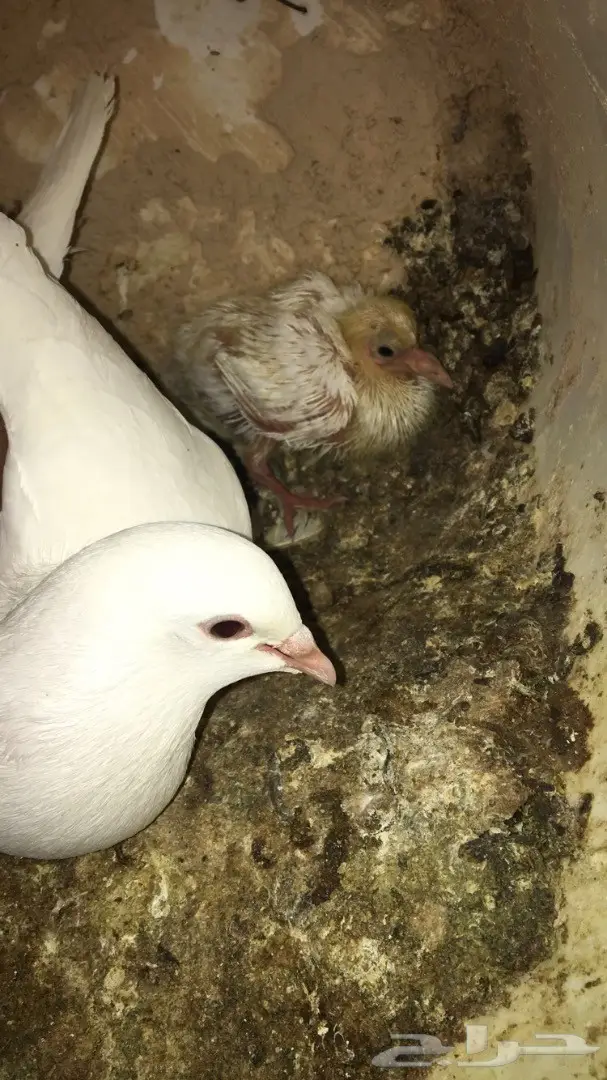 حمام فرنسي لاحم (image 12)