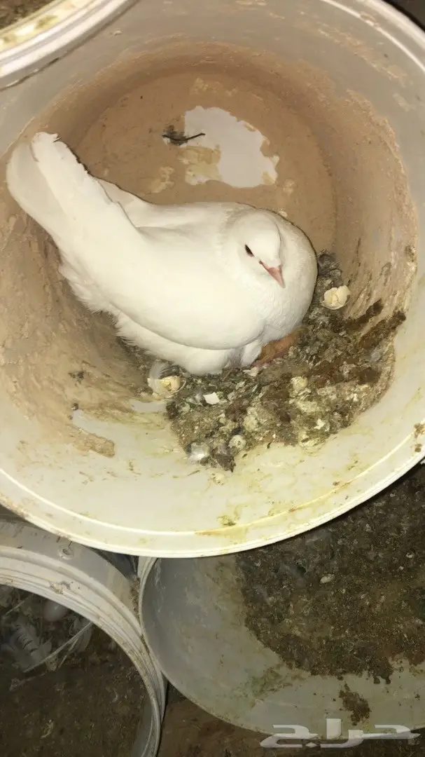 حمام فرنسي لاحم (image 13)