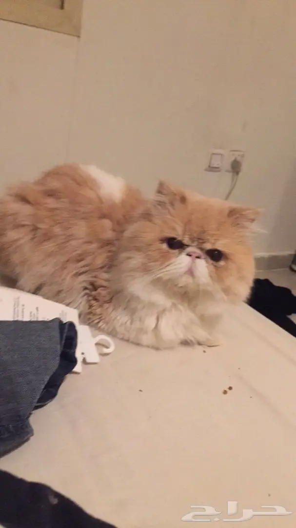 قط شيرازي بيكي باندا كريمي - مستوى عالي للبيع (image 2)