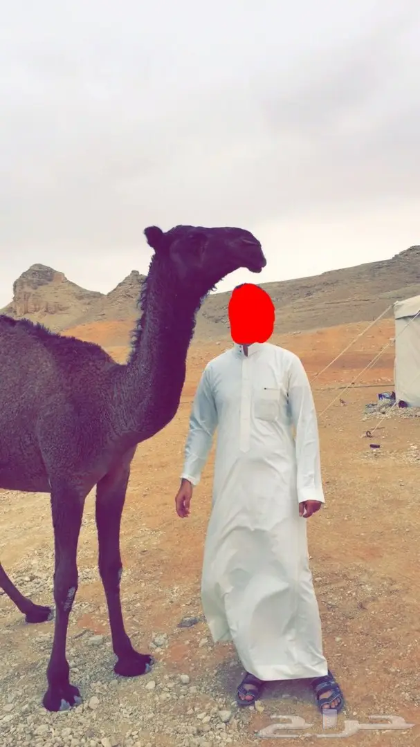 (( للبيع بكره صفراء فوق البداوه ))