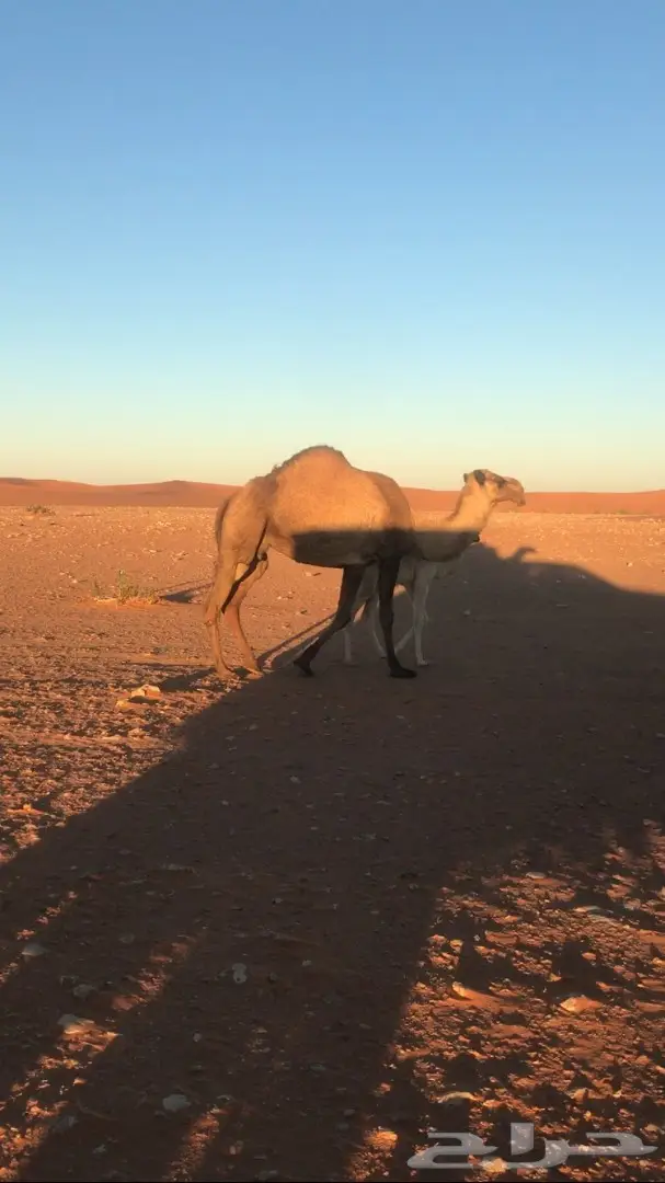 خلفات شعل للبيع