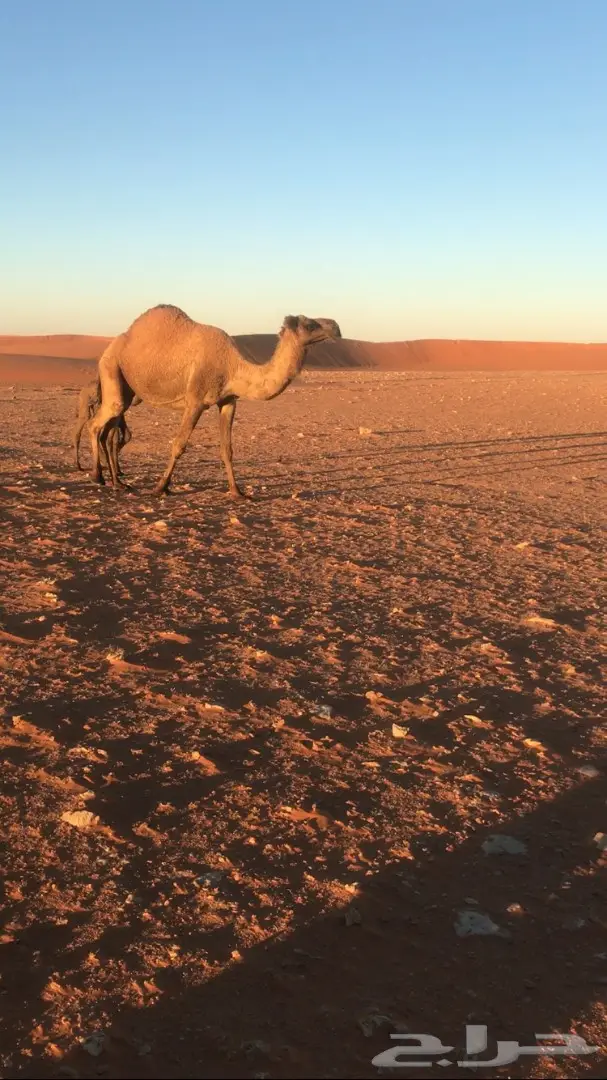 خلفات شعل للبيع (image 1)