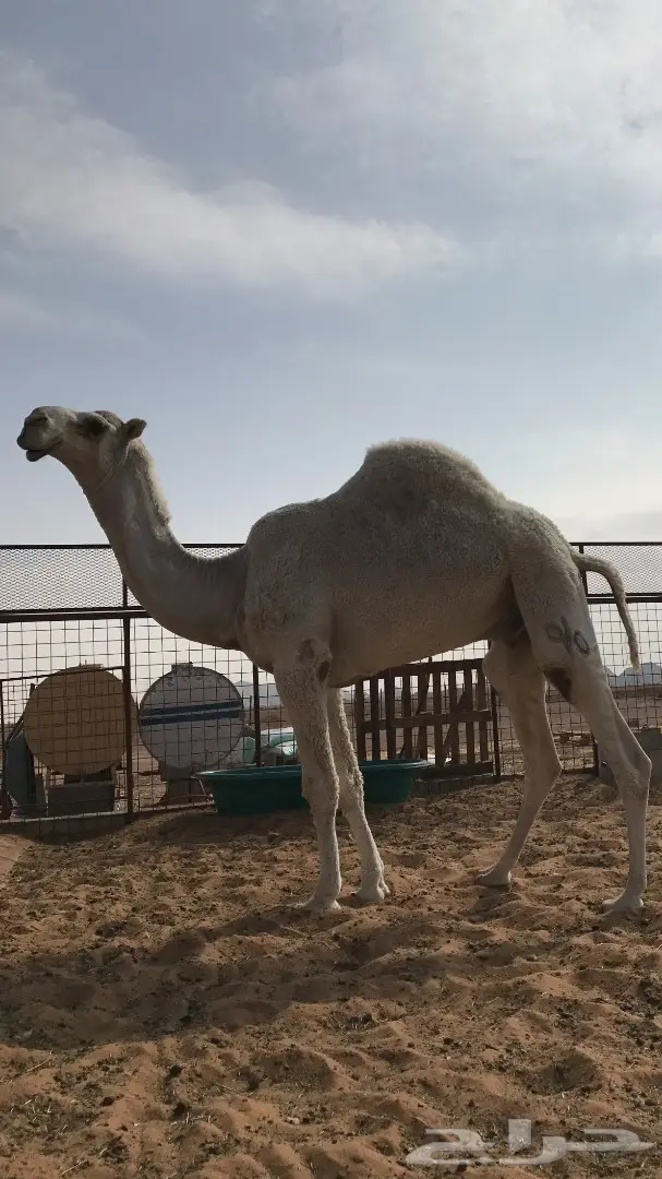 قعود باتلي اوضح للبيع  (image 2)