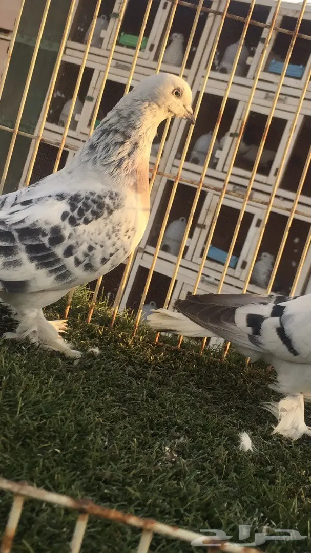 (( جوز تركي(( ثلجي)) (image 1)