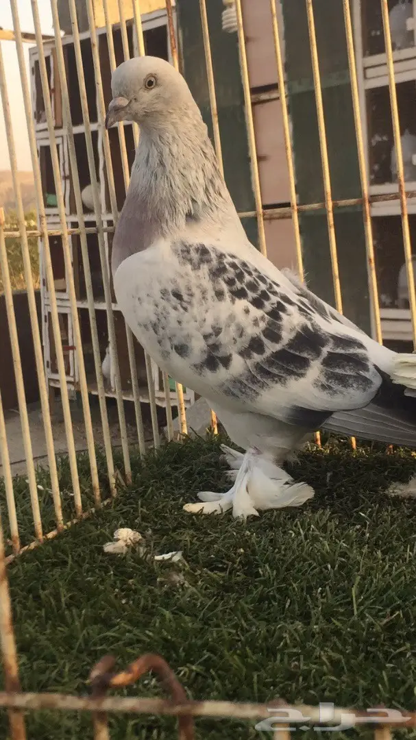 (( جوز تركي(( ثلجي)) (image 3)