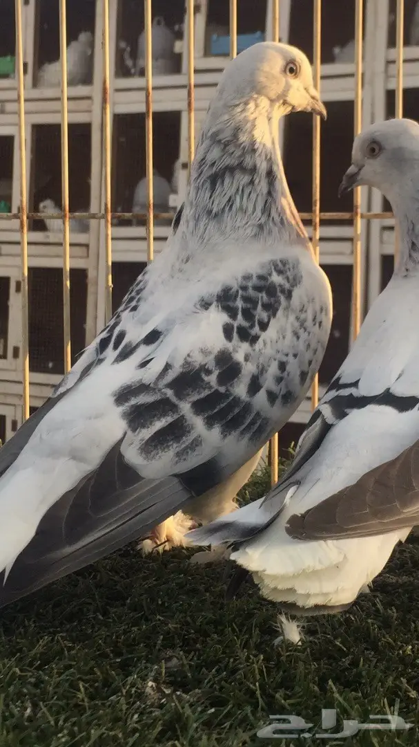 (( جوز تركي(( ثلجي)) (image 5)