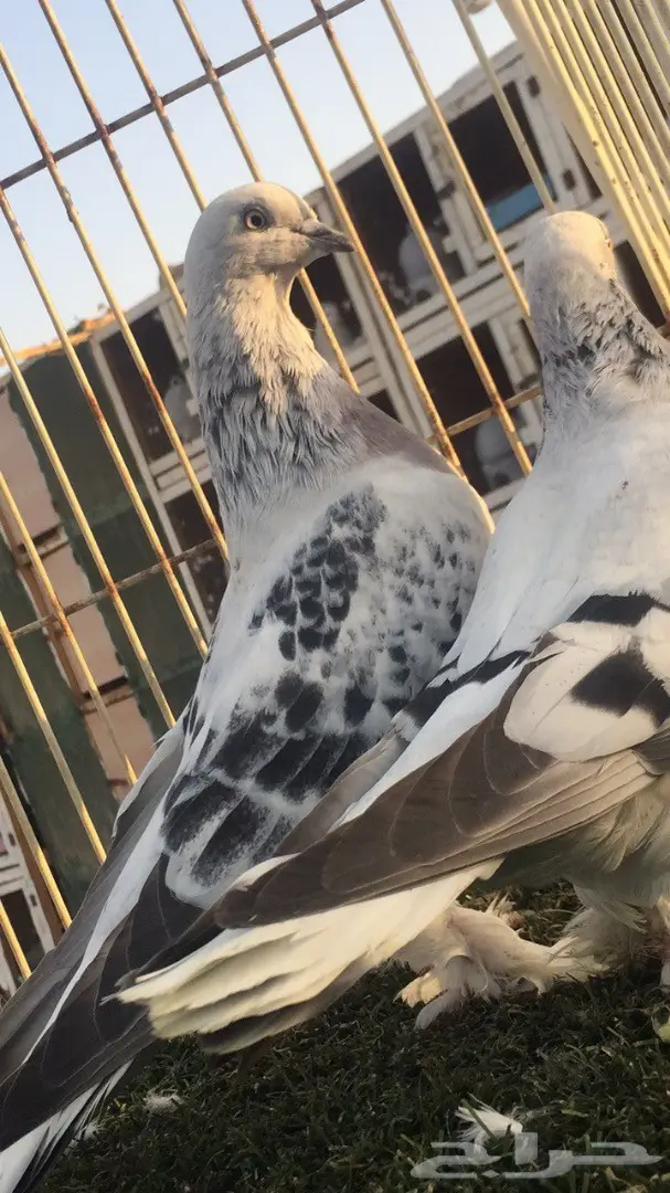 (( جوز تركي(( ثلجي)) (image 6)