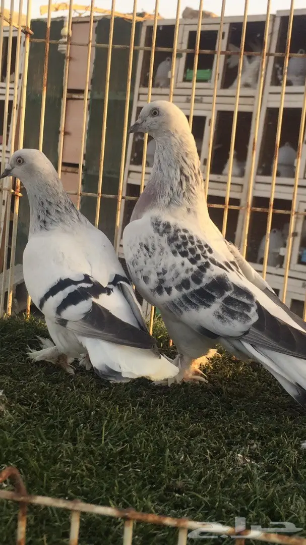 (( جوز تركي(( ثلجي)) (image 7)