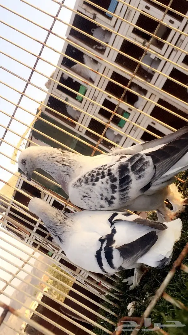 (( جوز تركي(( ثلجي)) (image 8)