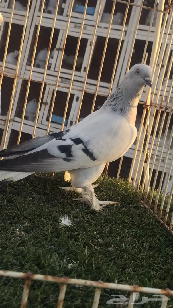 (( جوز تركي(( ثلجي)) (image 9)