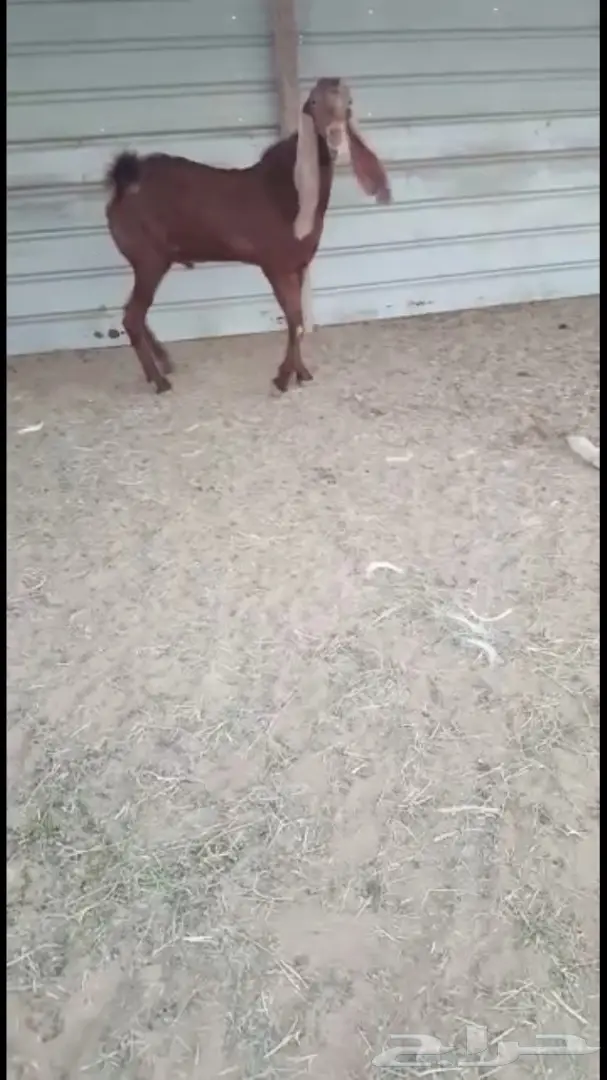 للبيع فحل هولندي 