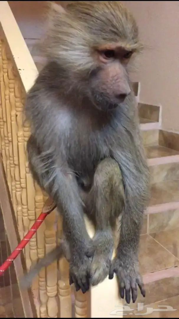 قرد للبيع اليف ولعوب (image 1)