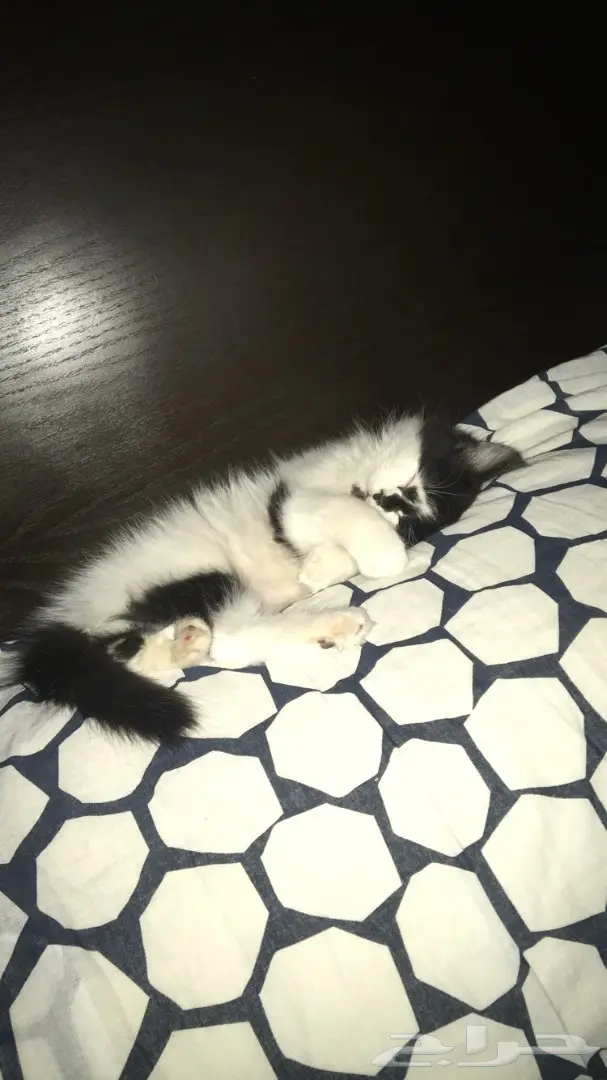 قط شيرازي مع مستلزماته (شهرين) (image 1)