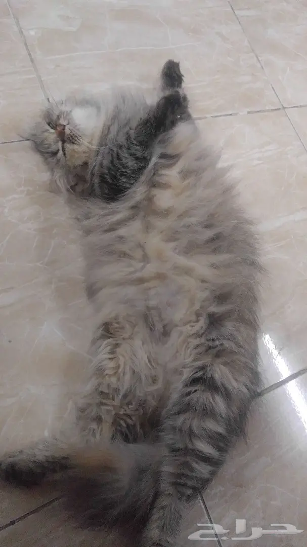 قطط شرازى مع الام ب 1000 ريال فقط