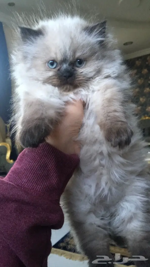 قطط كيتين هيمالايا مميزة وفريدة! 🐾 (image 2)