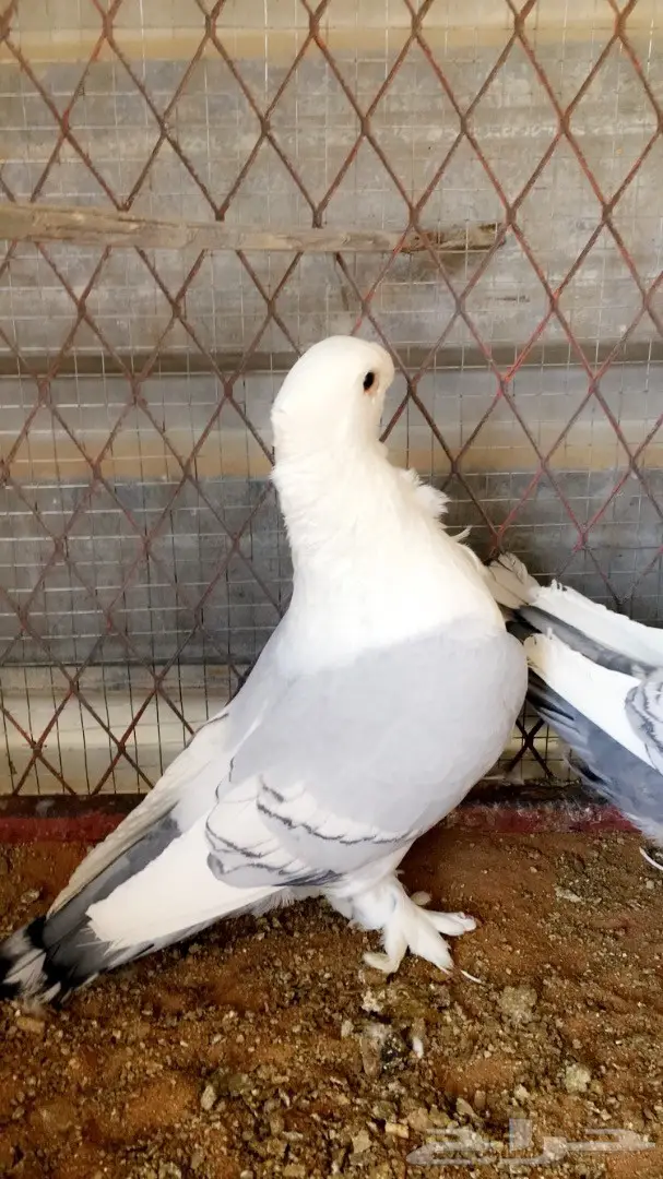 زوج ستنايت  (image 1)