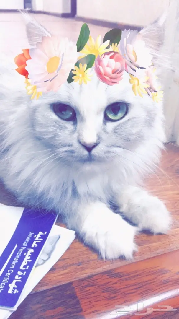 قطه لي البيع بي400