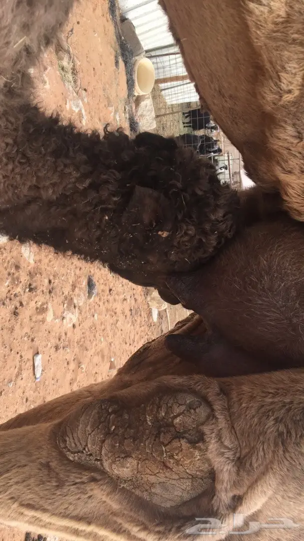 خيمة صفرا - هدية قيمة!